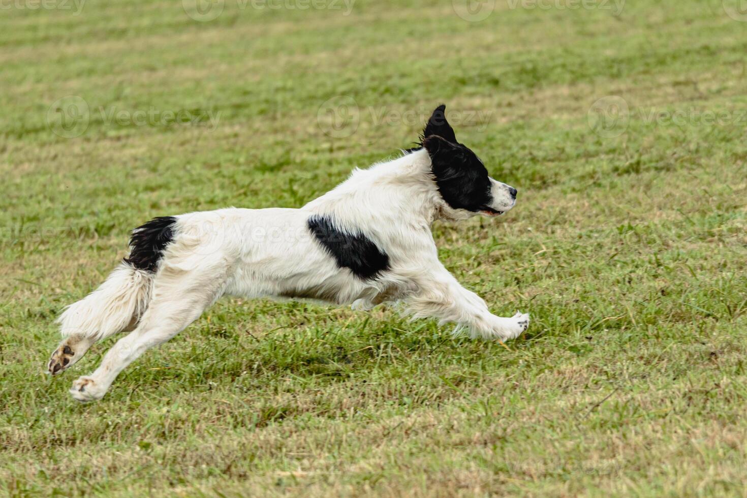 Landseer dog running and chasing lure on field photo