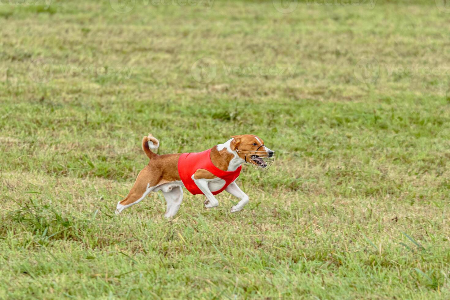 Basenji dog running in a red jacket on coursing field photo