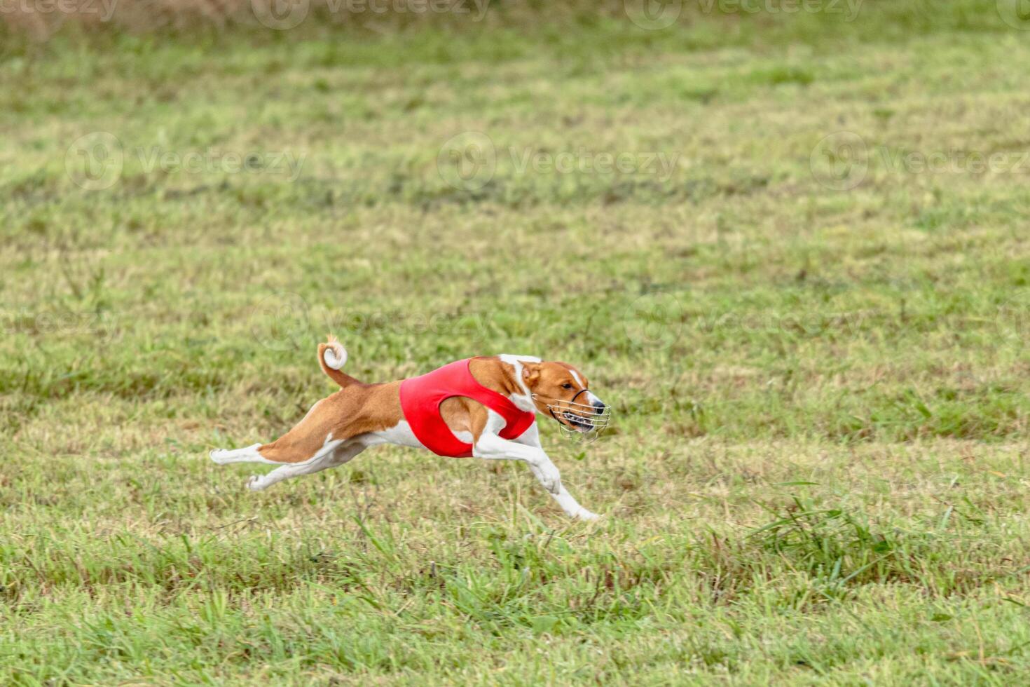 Basenji dog running in a red jacket on coursing field photo