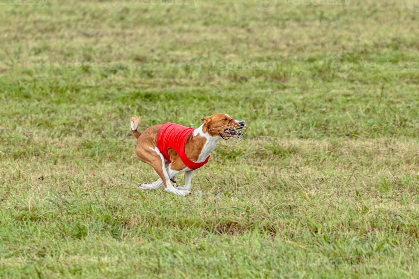 Basenji dog running in a red jacket on coursing field photo