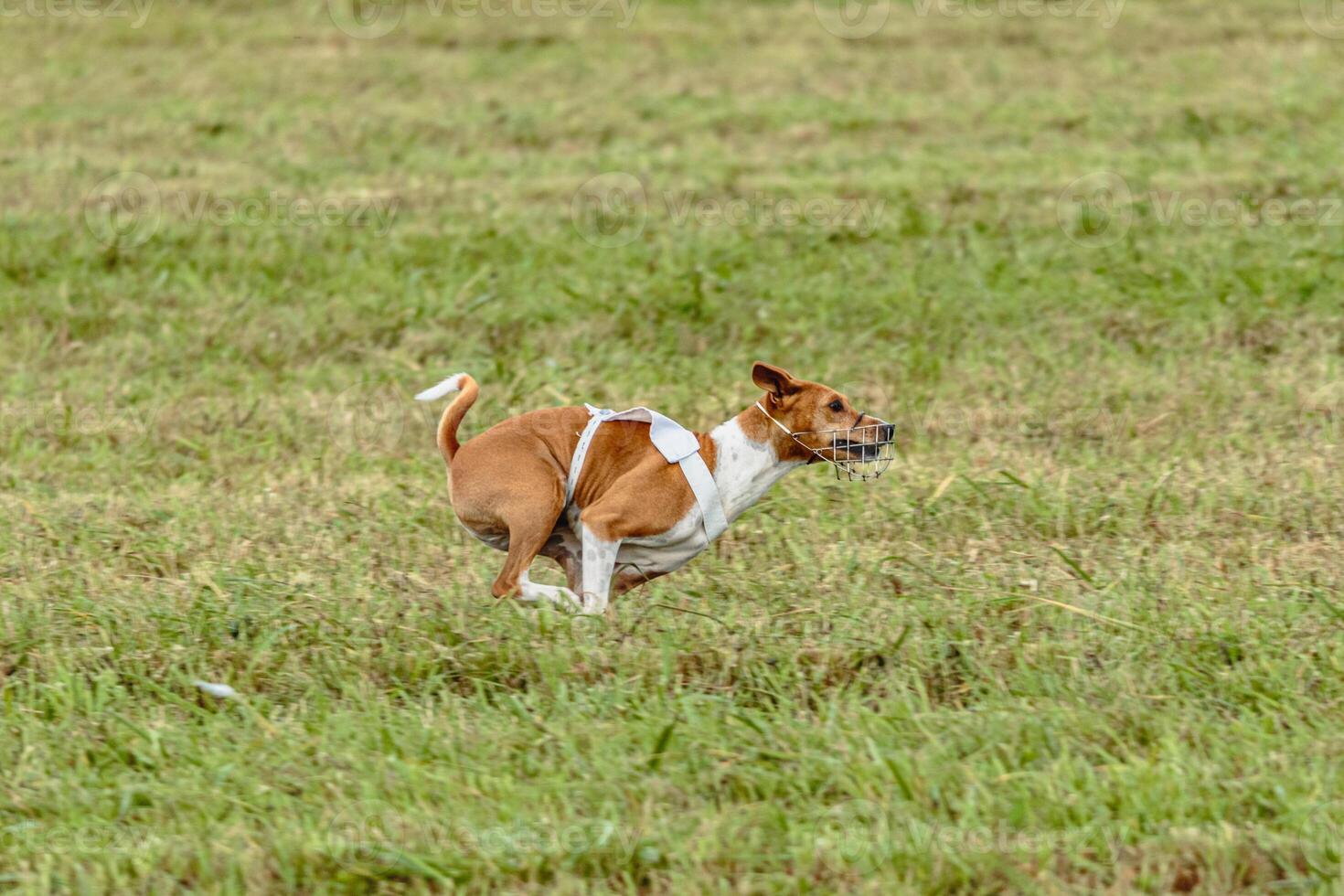 Basenji dog running in white jacket on coursing field photo