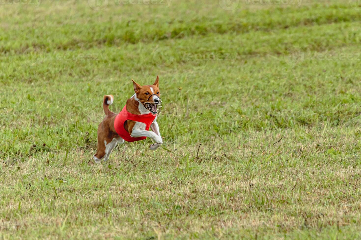 Basenji dog running in a red jacket on coursing field photo