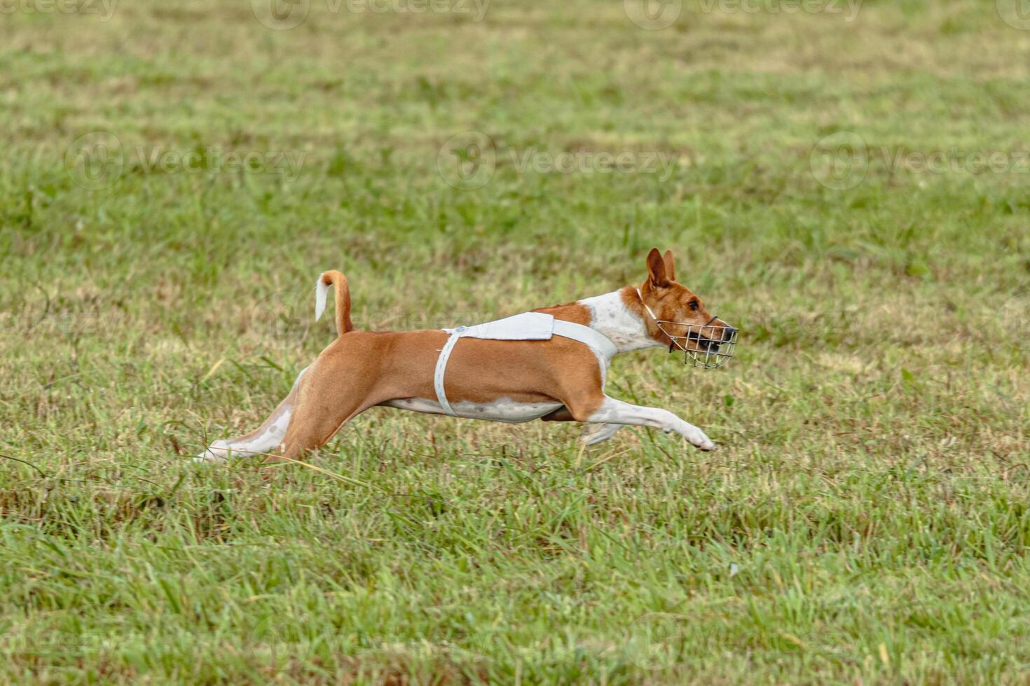 Basenji dog running in white jacket on coursing field photo