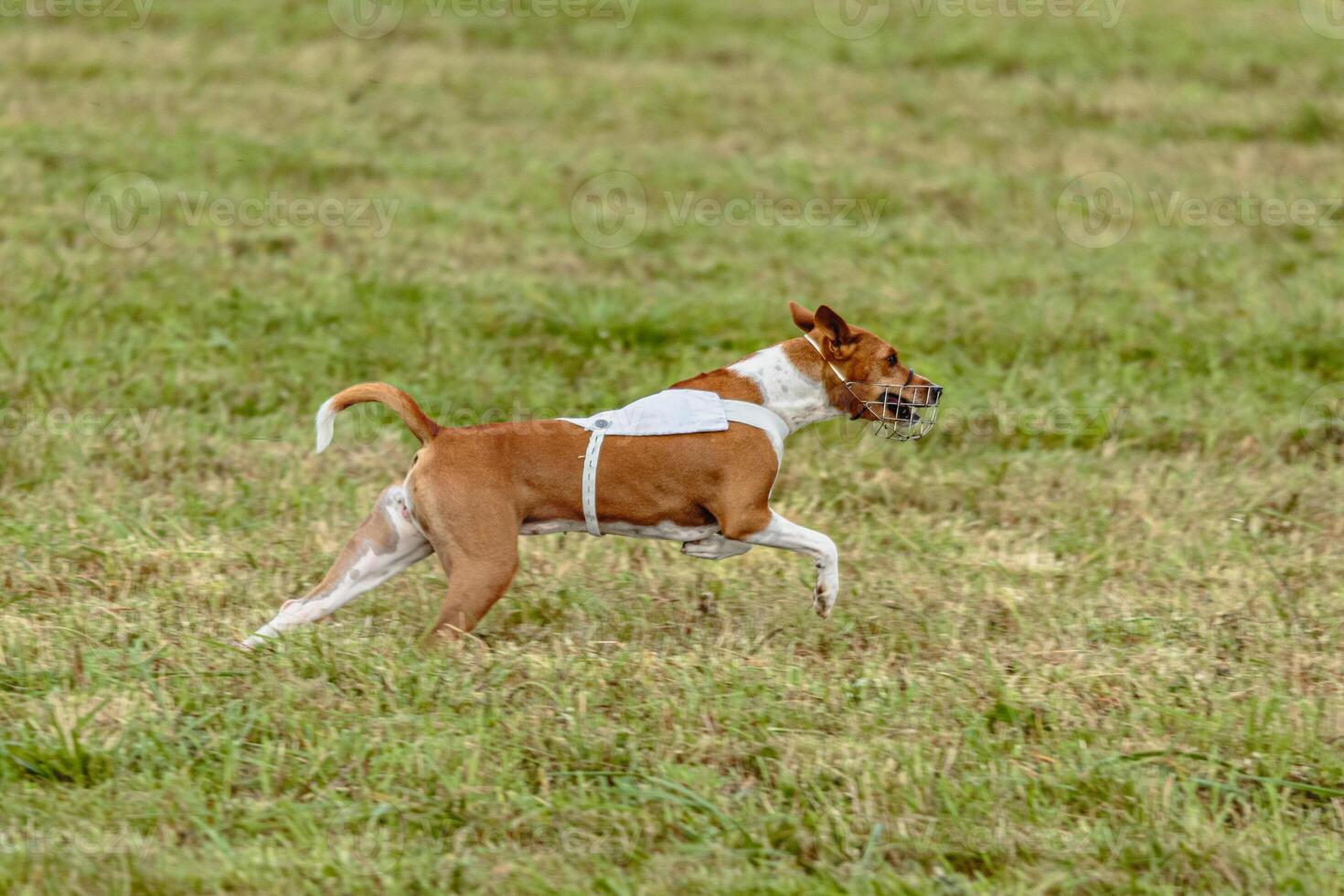 Basenji dog running in white jacket on coursing field photo