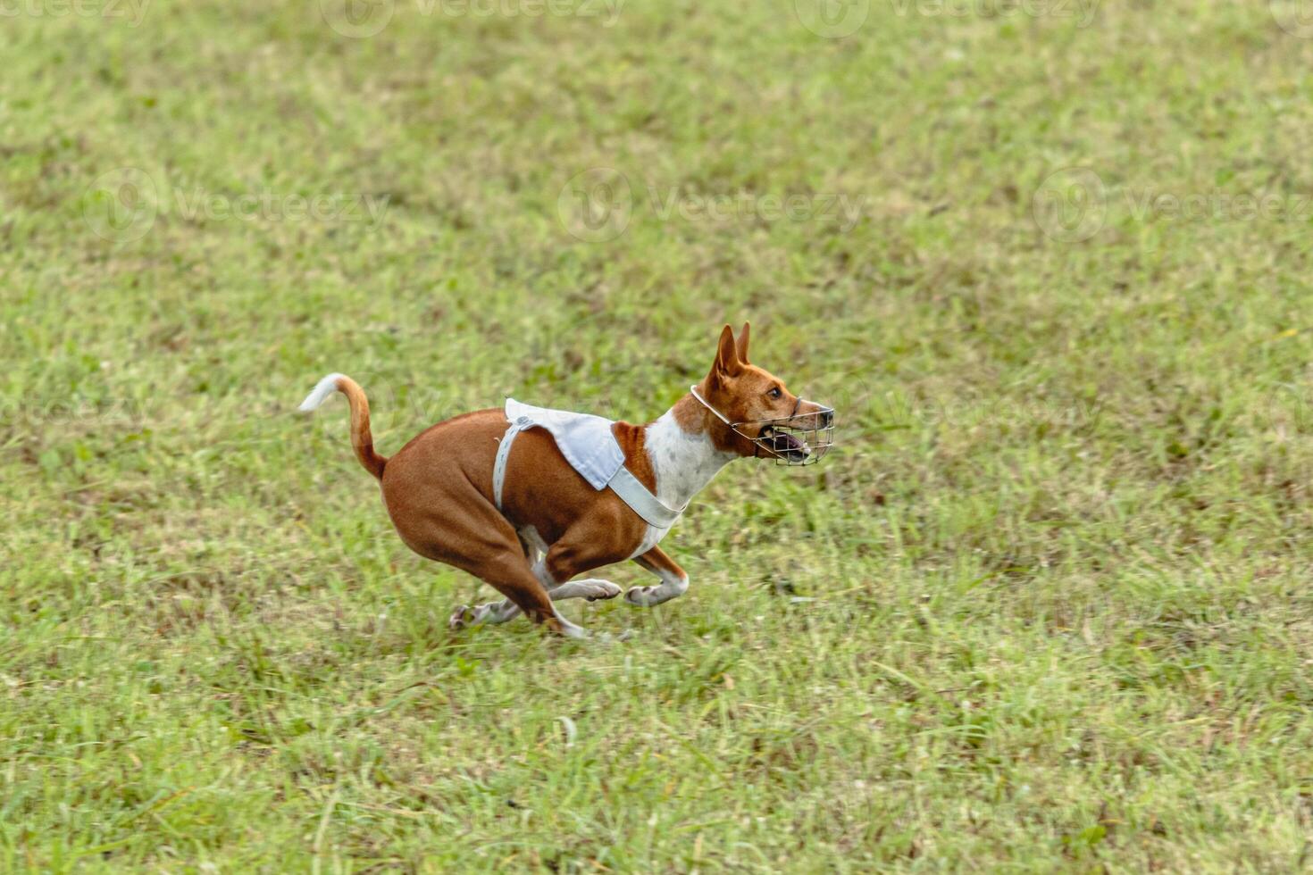 Basenji dog running in white jacket on coursing field photo