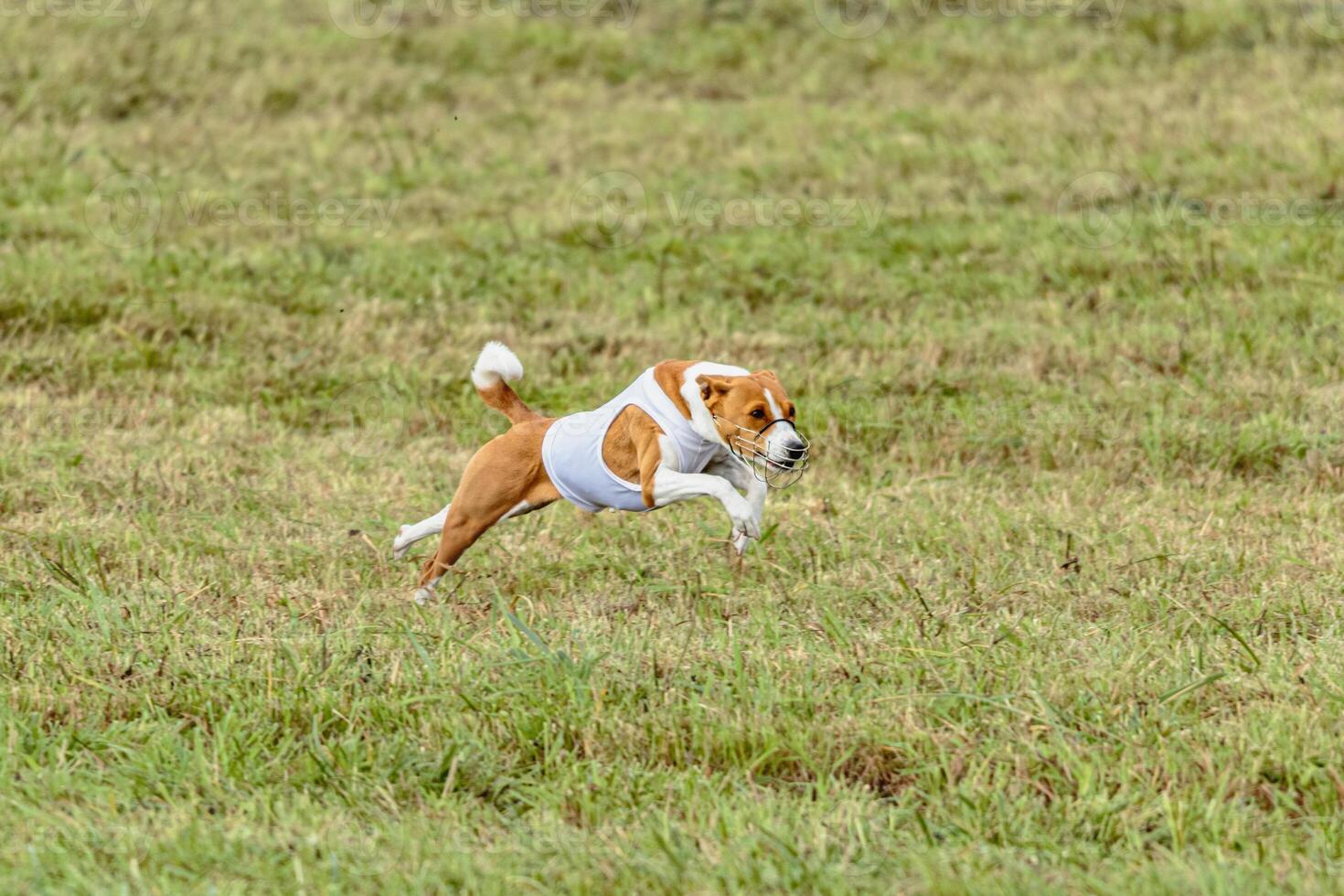 Basenji dog running in white jacket on coursing field photo