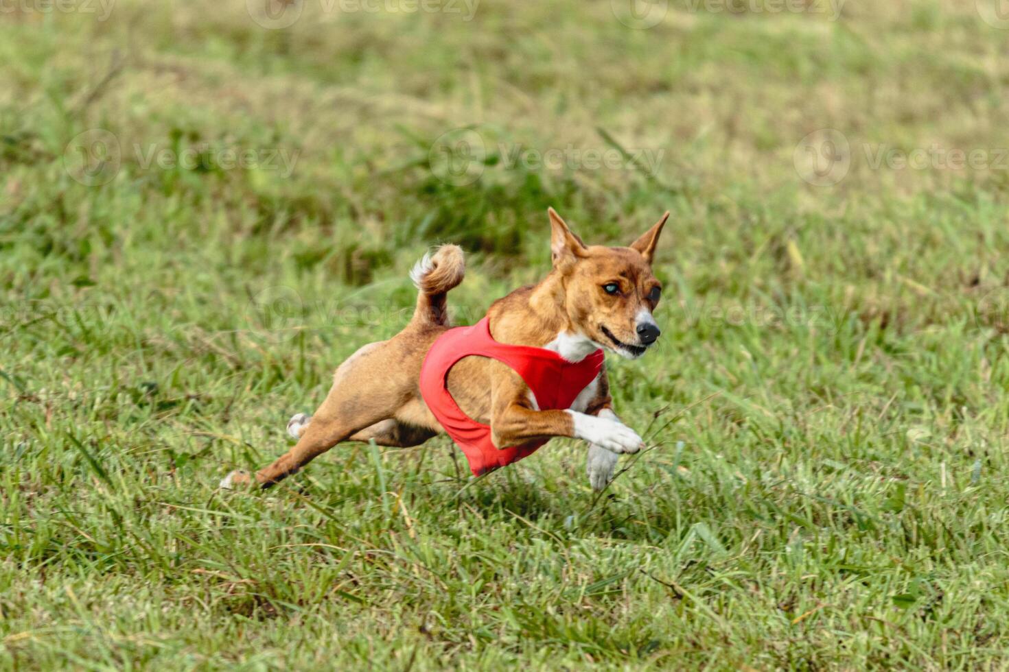 Basenji dog running in a red jacket on coursing field photo