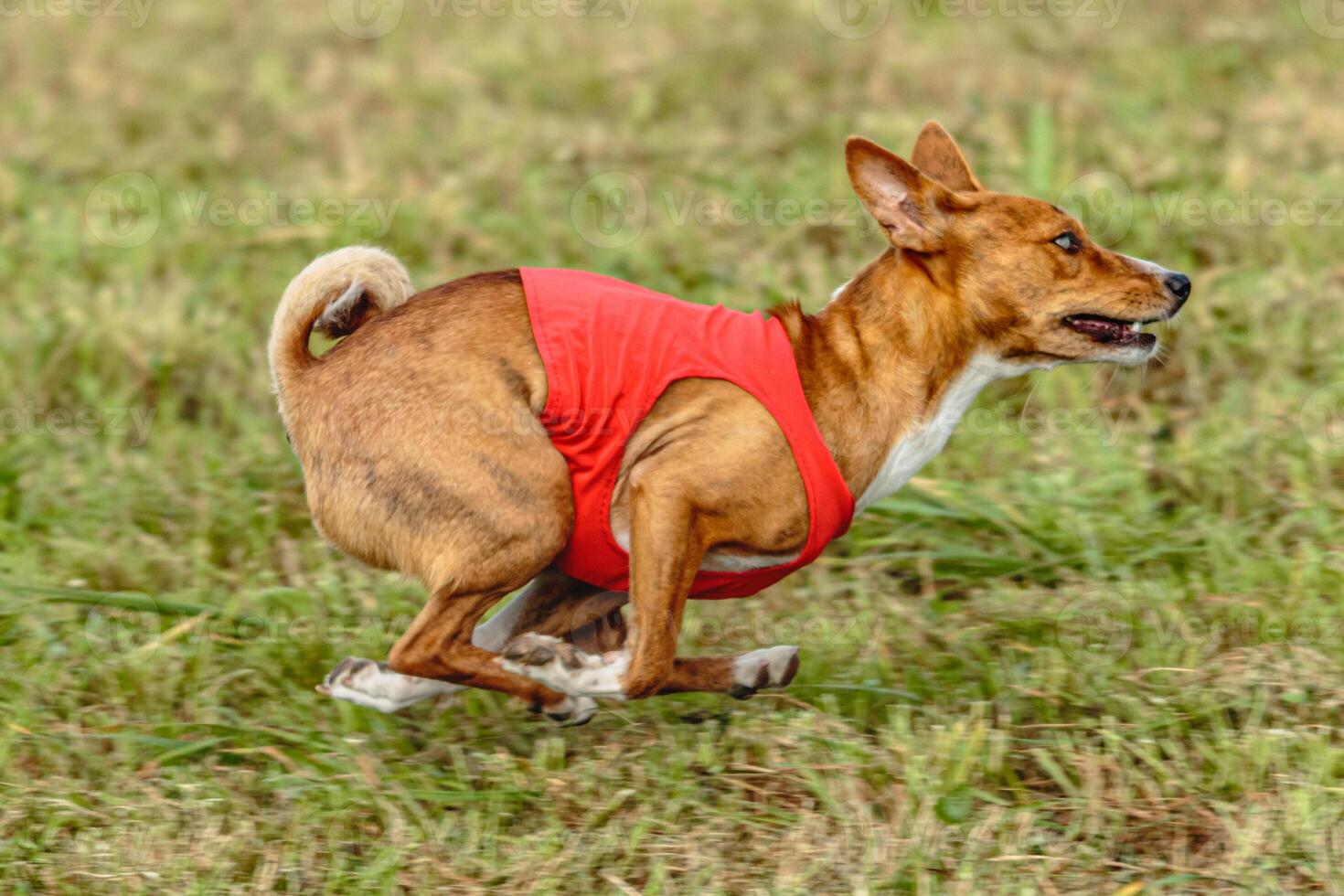 Basenji dog running in a red jacket on coursing field photo