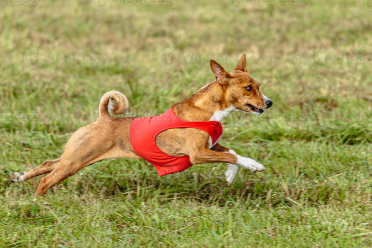 Basenji dog running in a red jacket on coursing field photo