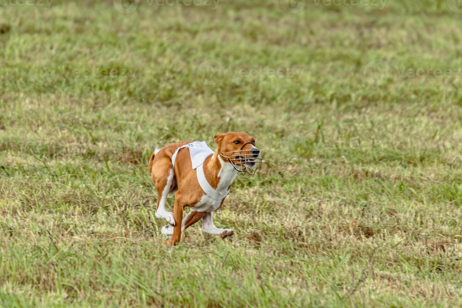 Basenji dog running in white jacket on coursing field photo