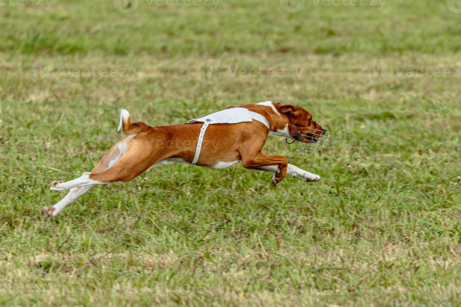 Basenji dog running in white jacket on coursing field photo
