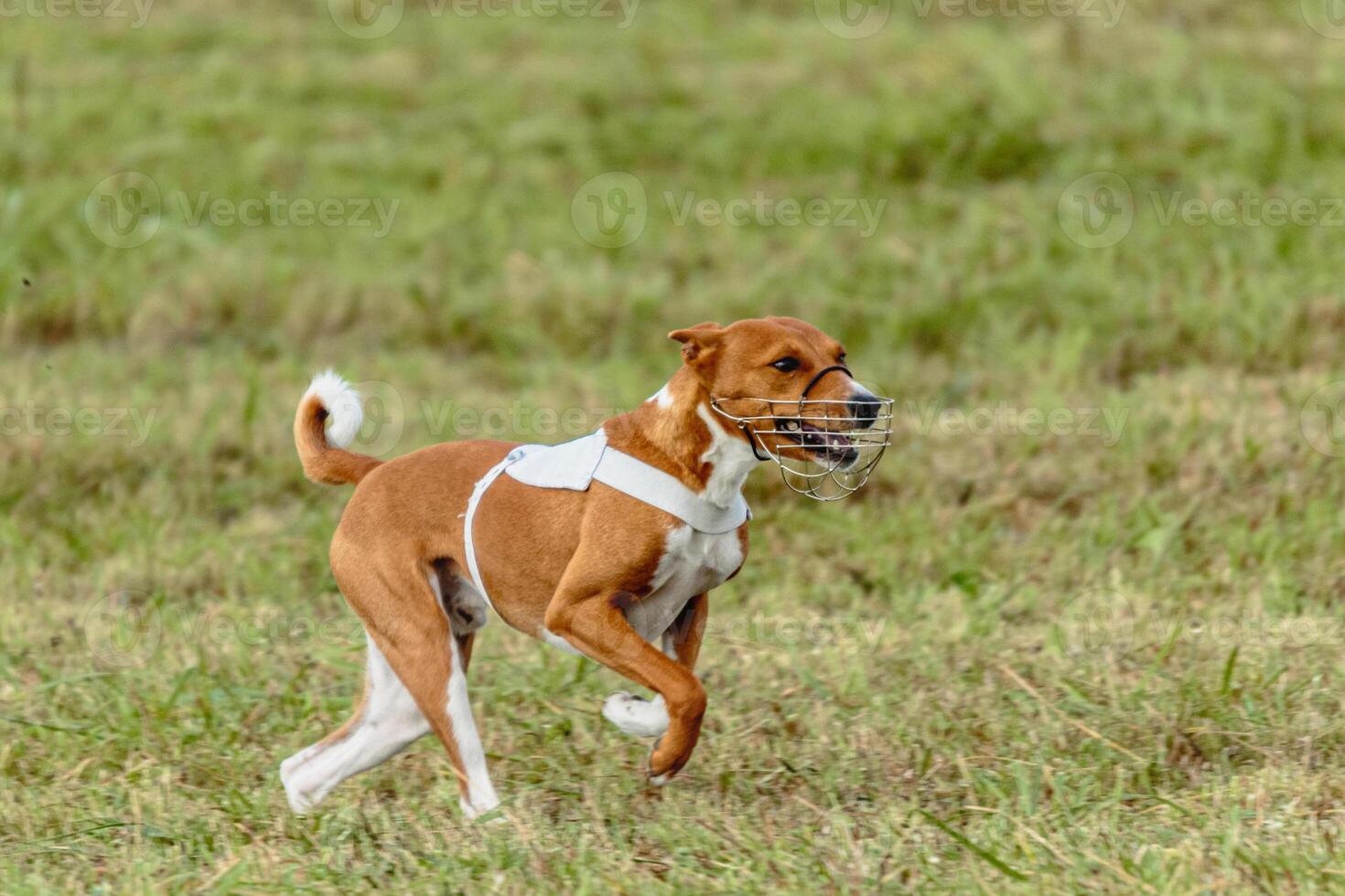 Basenji dog running in white jacket on coursing field photo