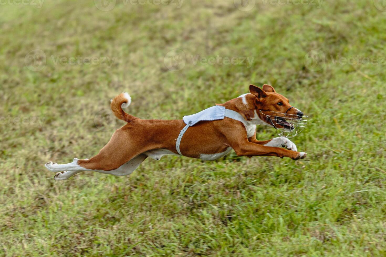 Basenji dog running in white jacket on coursing field photo