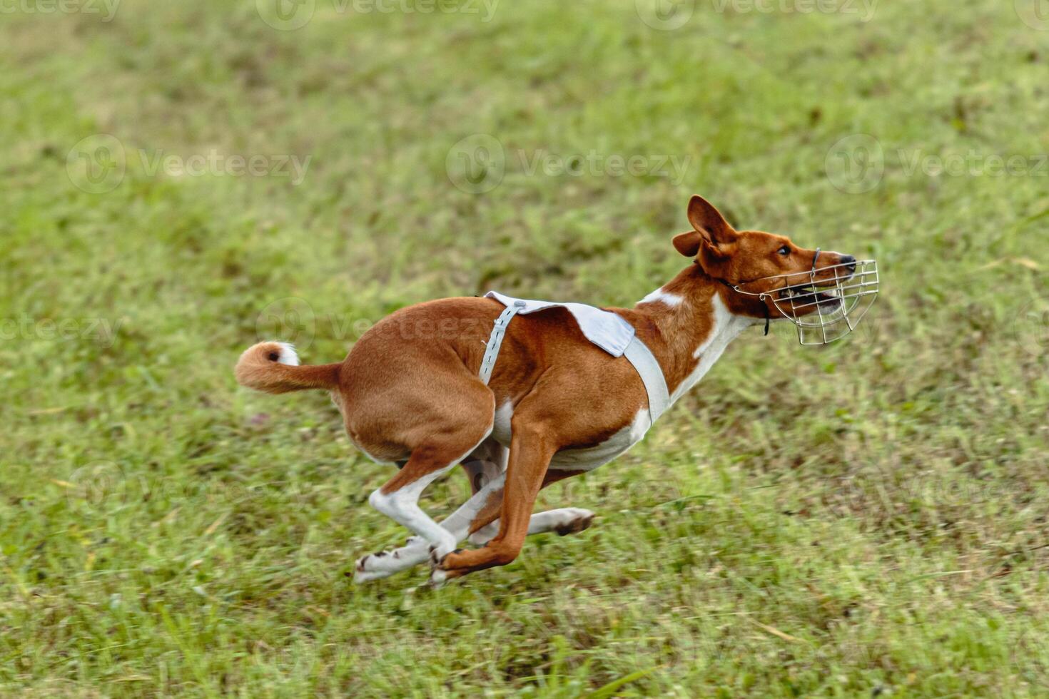 Basenji dog running in white jacket on coursing field photo