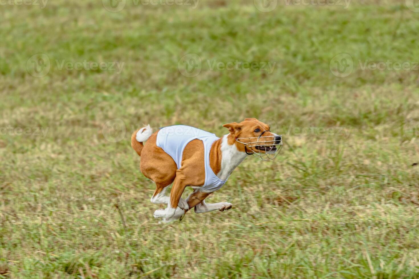 Basenji dog running in white jacket on coursing field photo