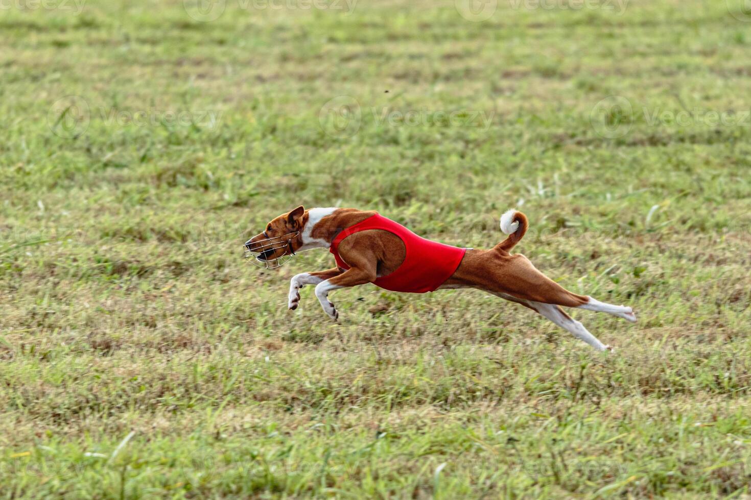 Basenji dog running in a red jacket on coursing field photo