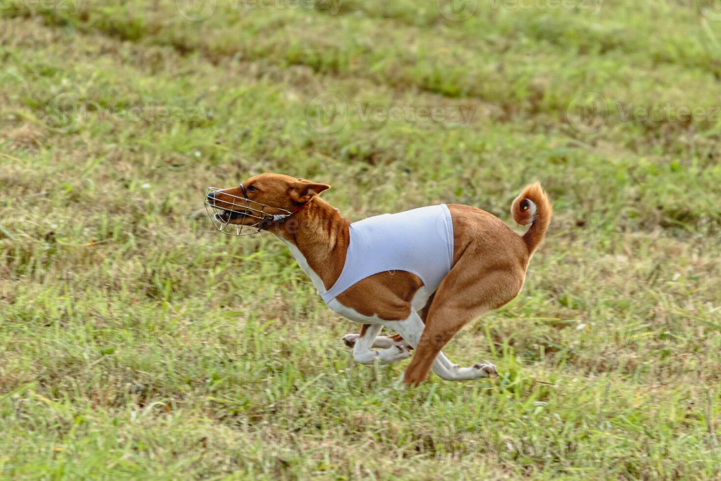 Basenji dog running in white jacket on coursing field photo