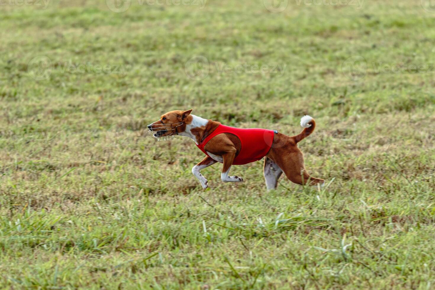 Basenji dog running in a red jacket on coursing field photo