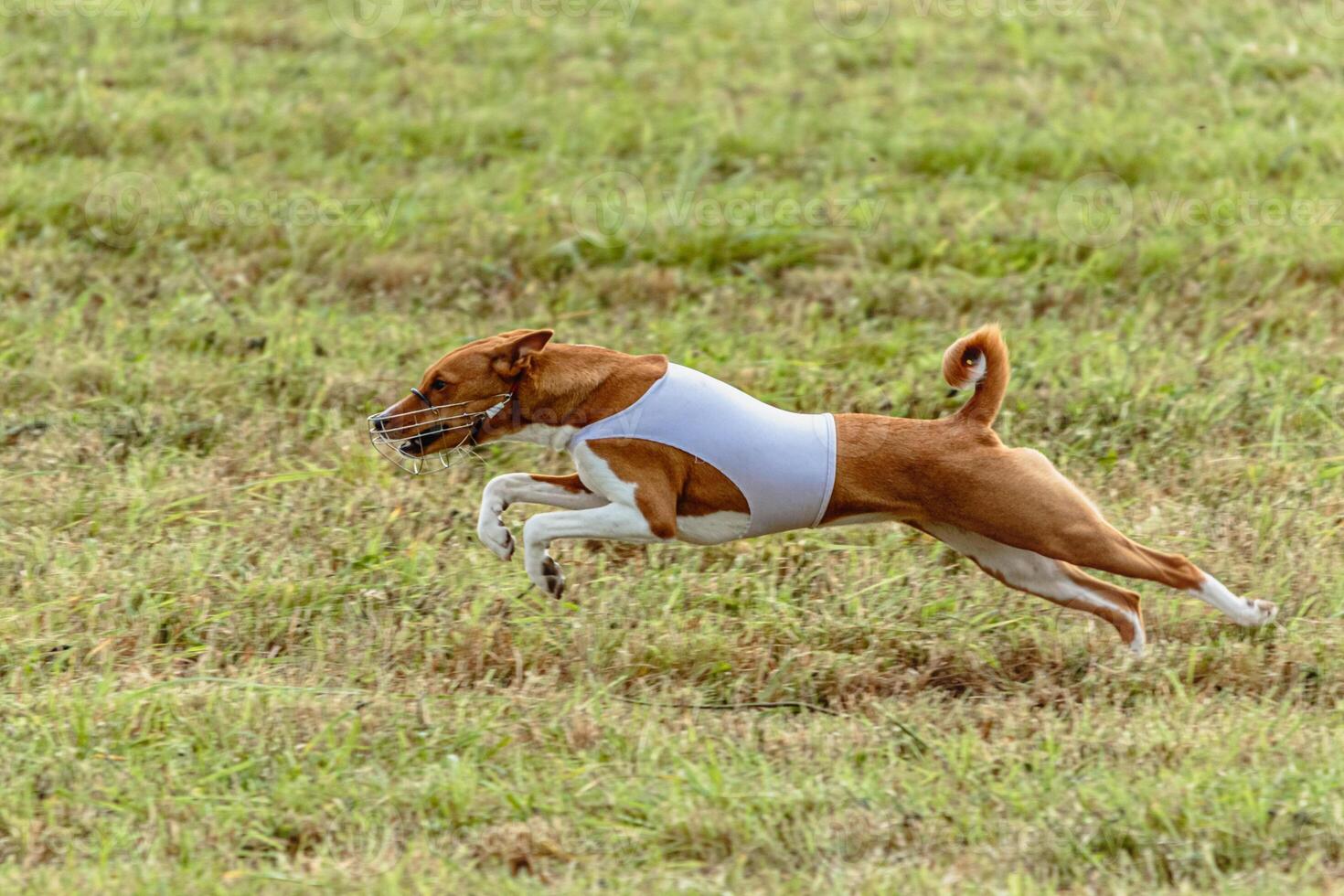 Basenji dog running in white jacket on coursing field photo