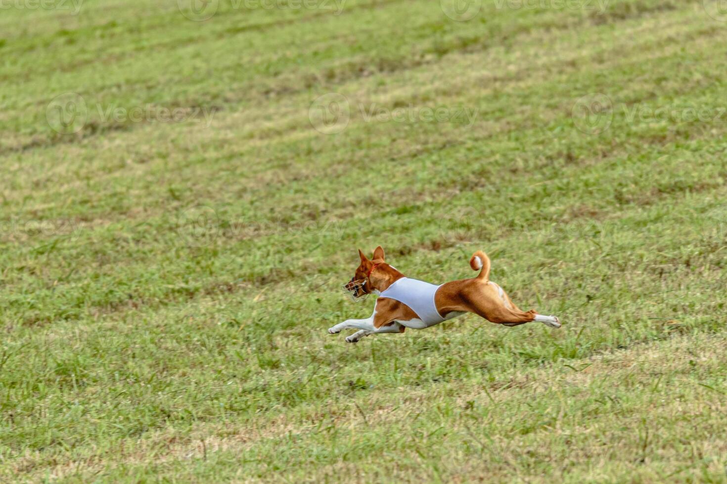 Basenji dog running in white jacket on coursing field photo