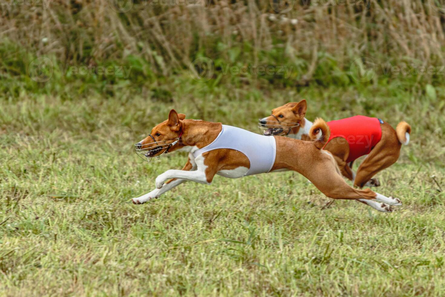 Basenji dogs running in a red and white jacket on coursing field photo