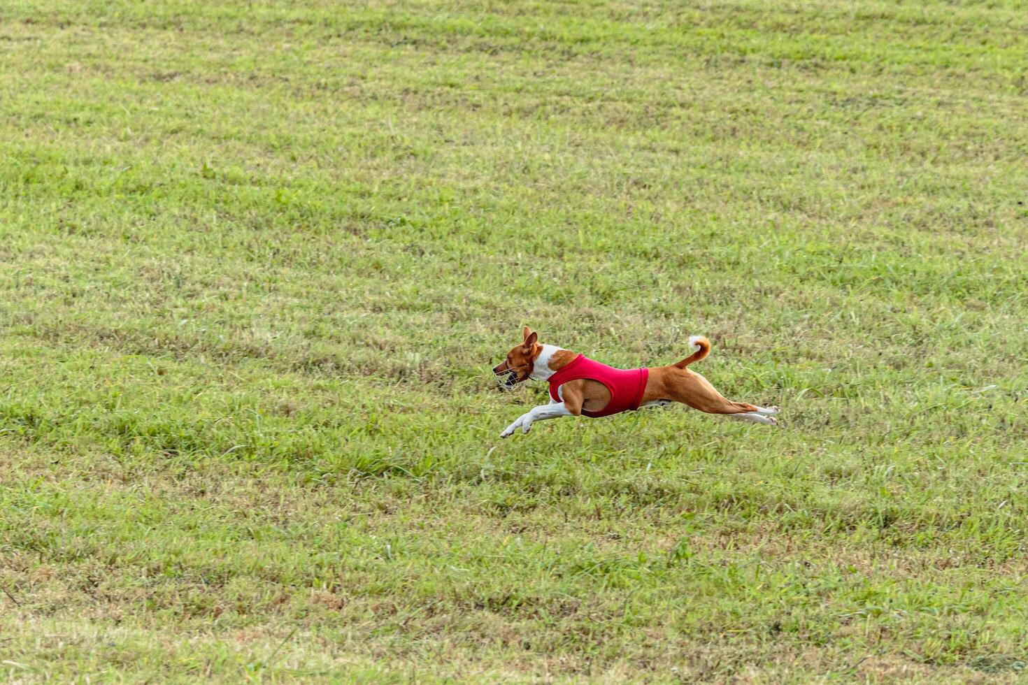 Basenji dog running in a red jacket on coursing field photo