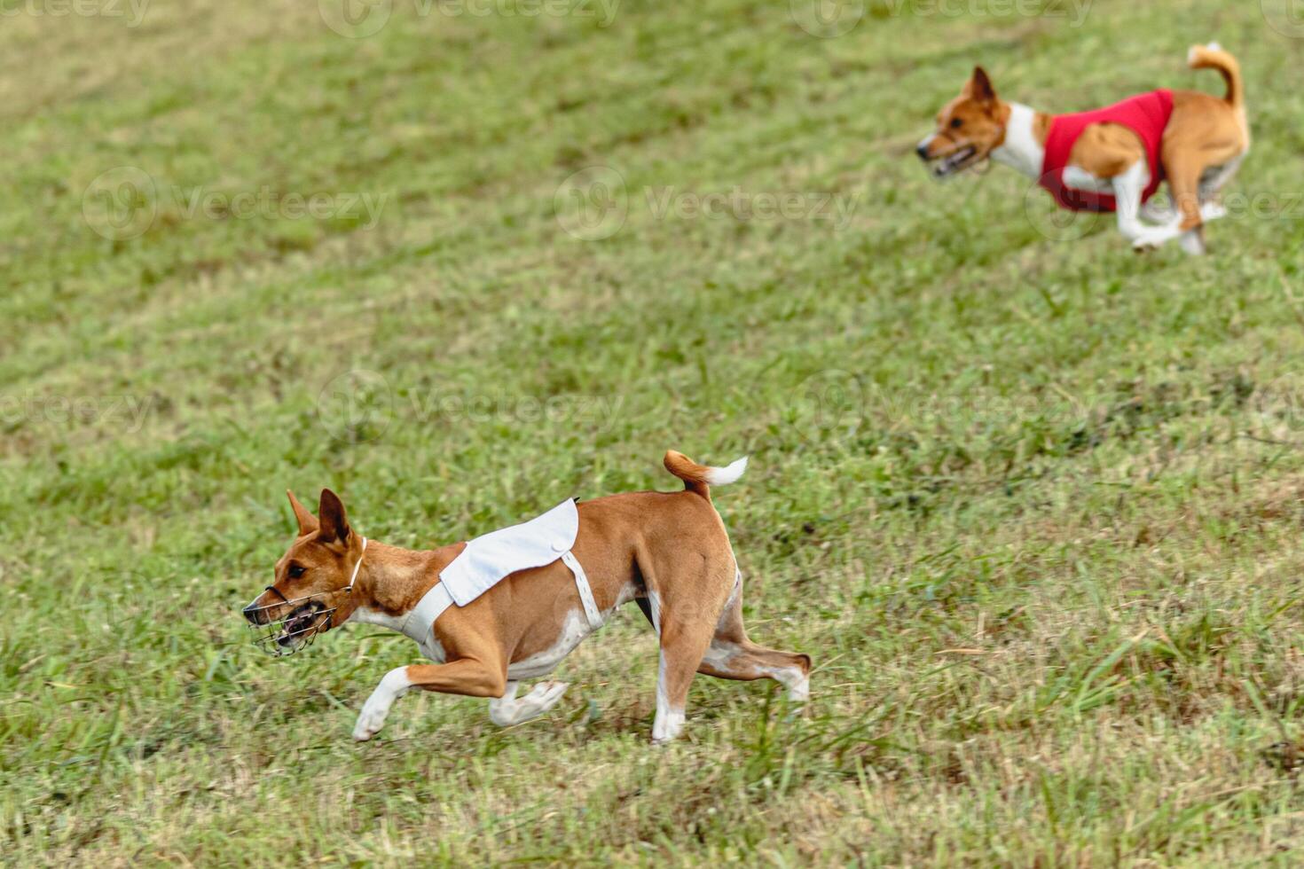 Basenji dogs running in a red and white jacket on coursing field photo