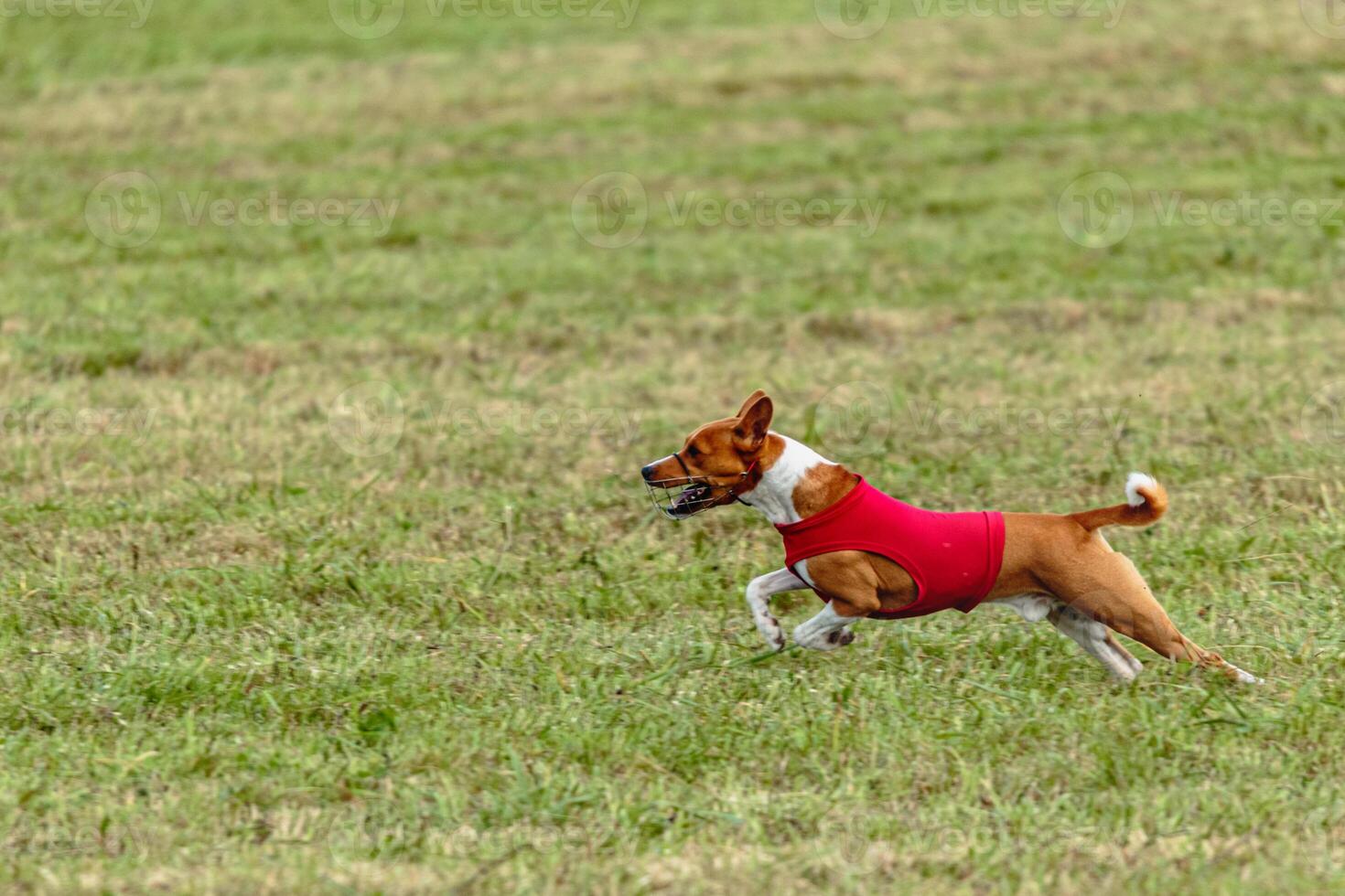 Basenji dog running in a red jacket on coursing field photo