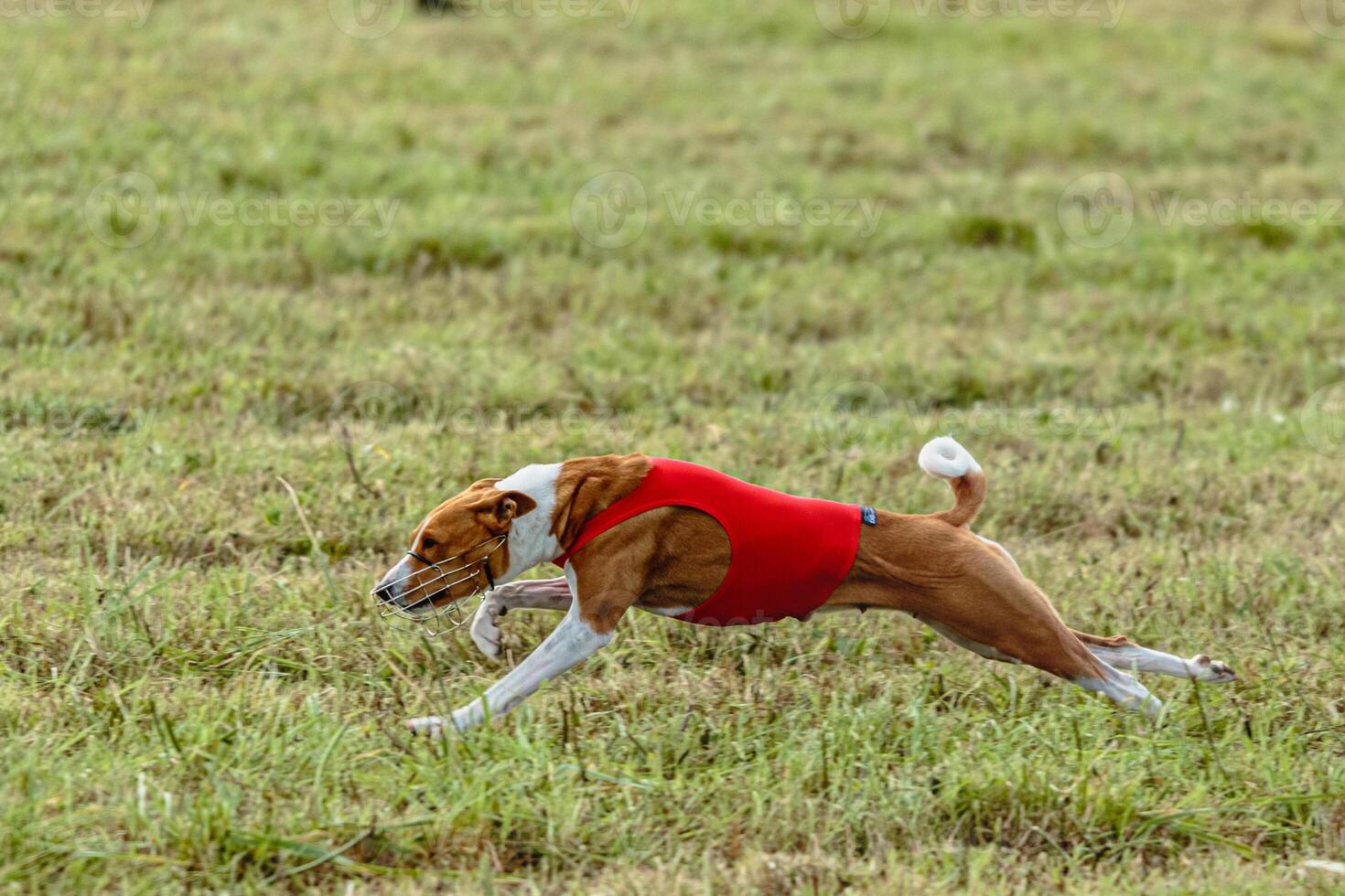 Basenji dog running in a red jacket on coursing field photo