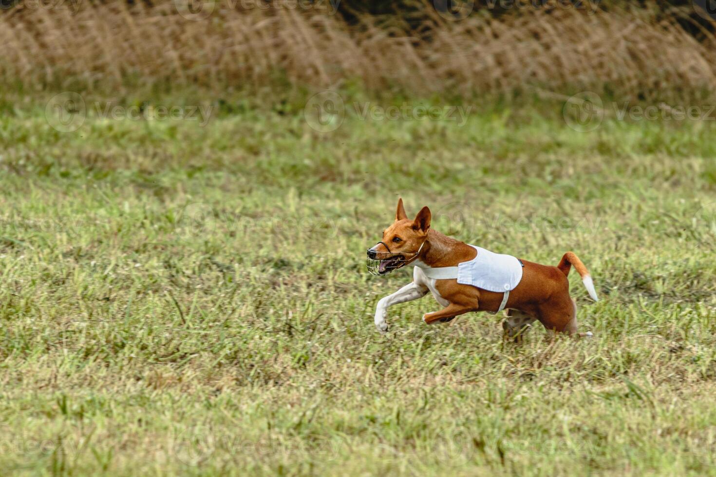 Basenji dog running in white jacket on coursing field photo