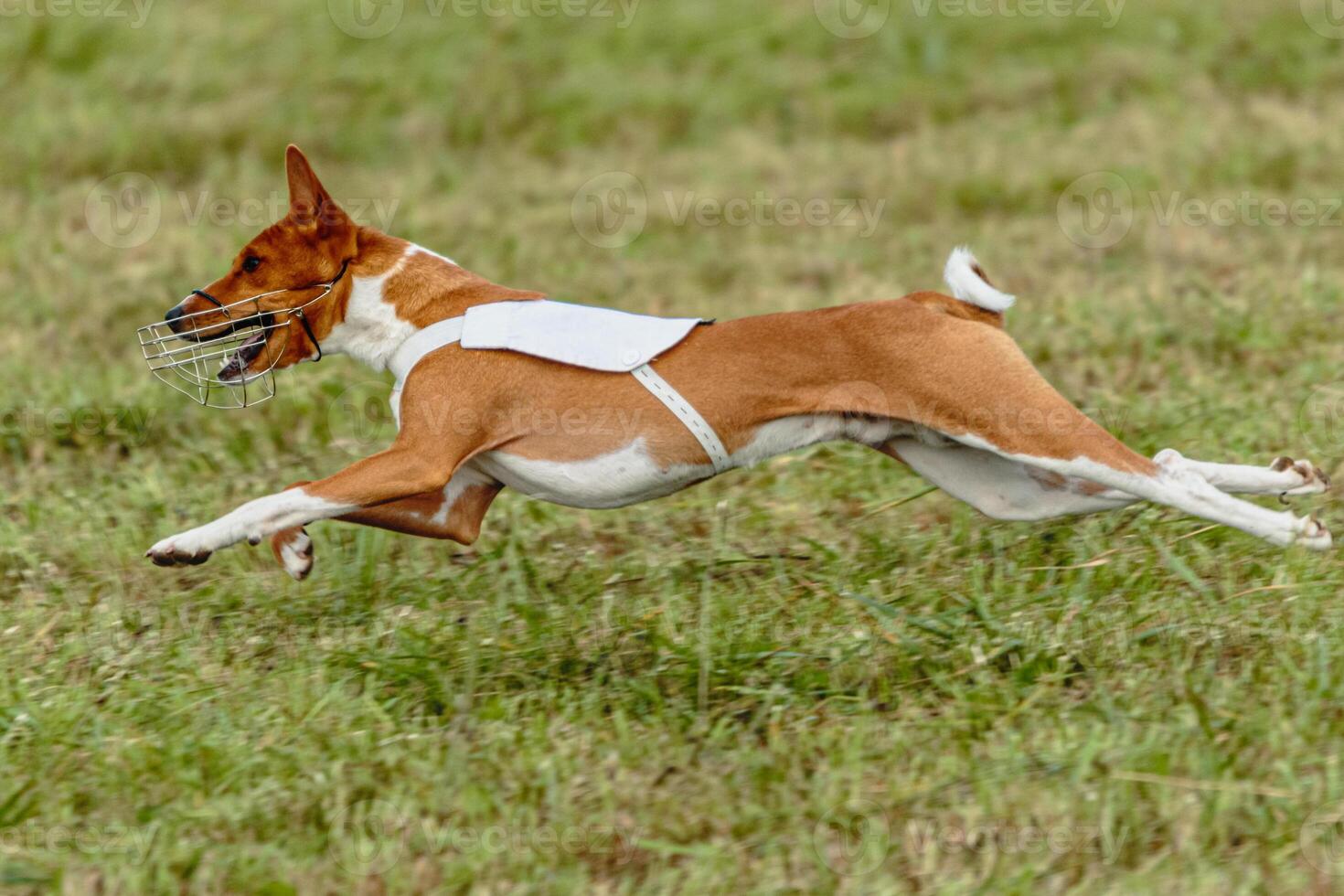 Basenji dog running in white jacket on coursing field photo