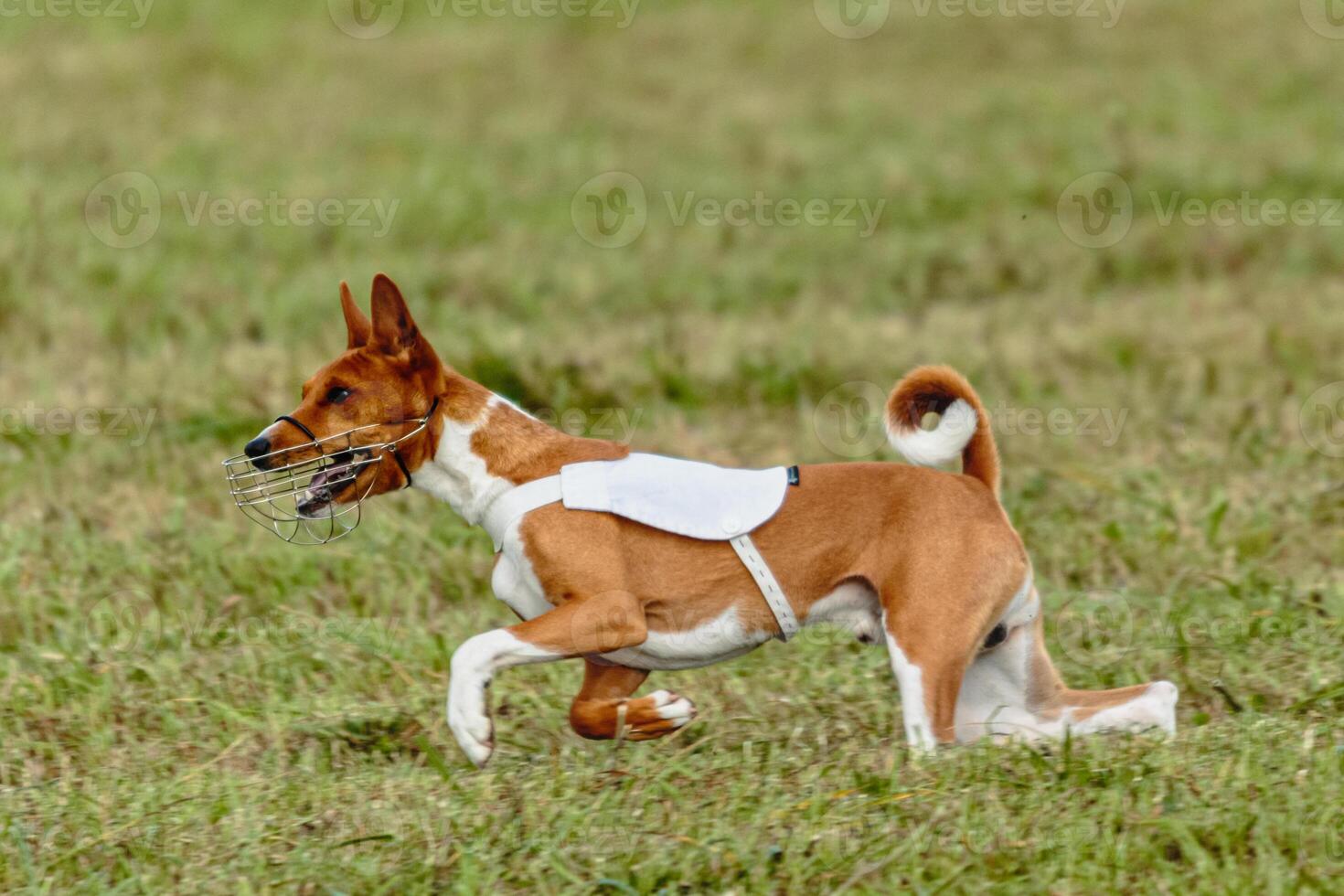 Basenji dog running in white jacket on coursing field photo