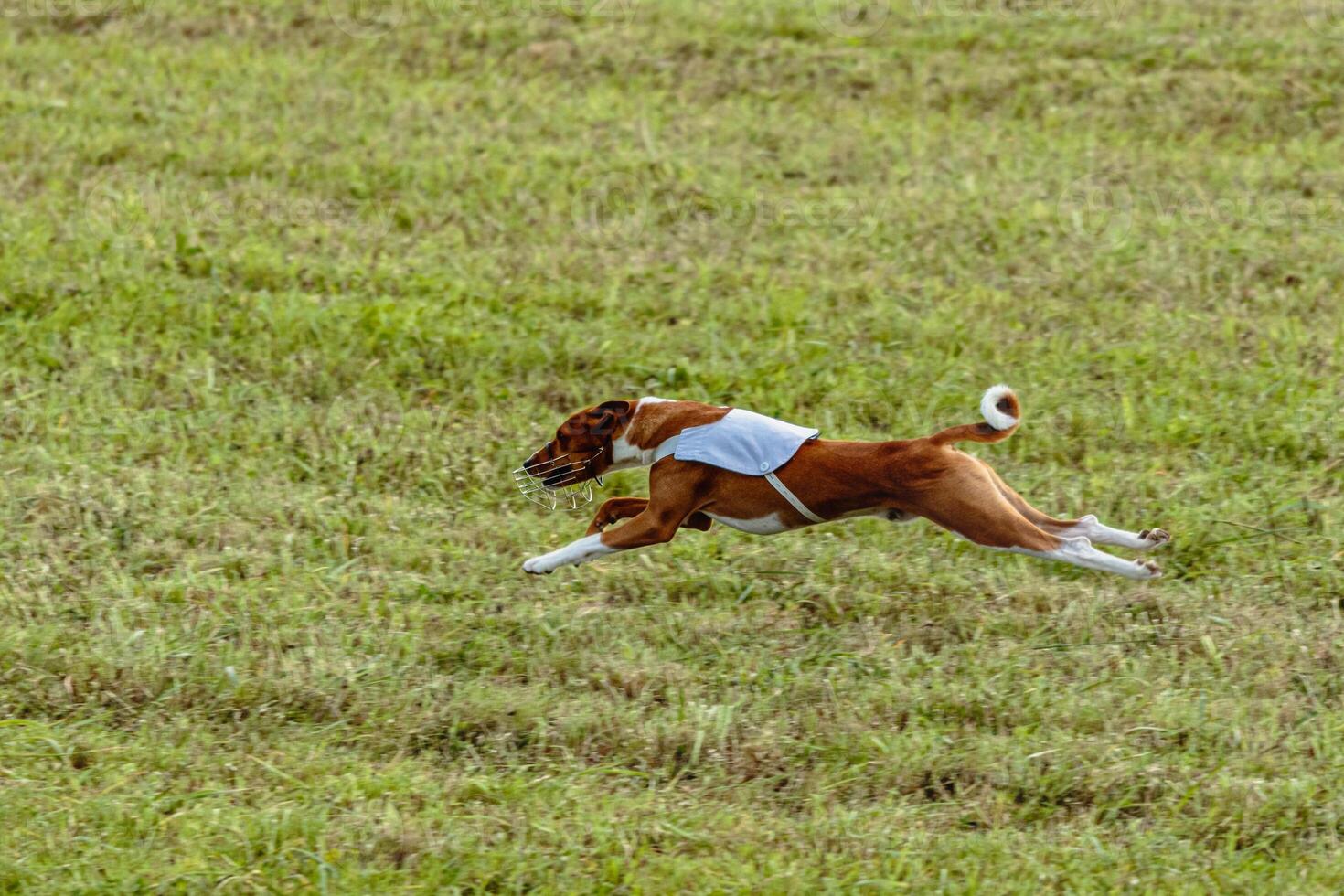 Basenji dog running in white jacket on coursing field photo