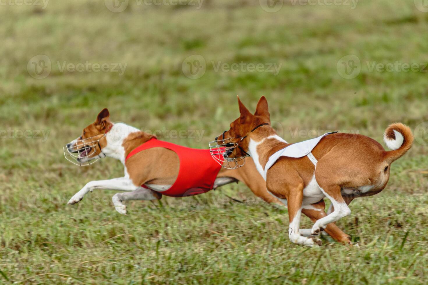 Basenji dogs running in a red and white jacket on coursing field photo