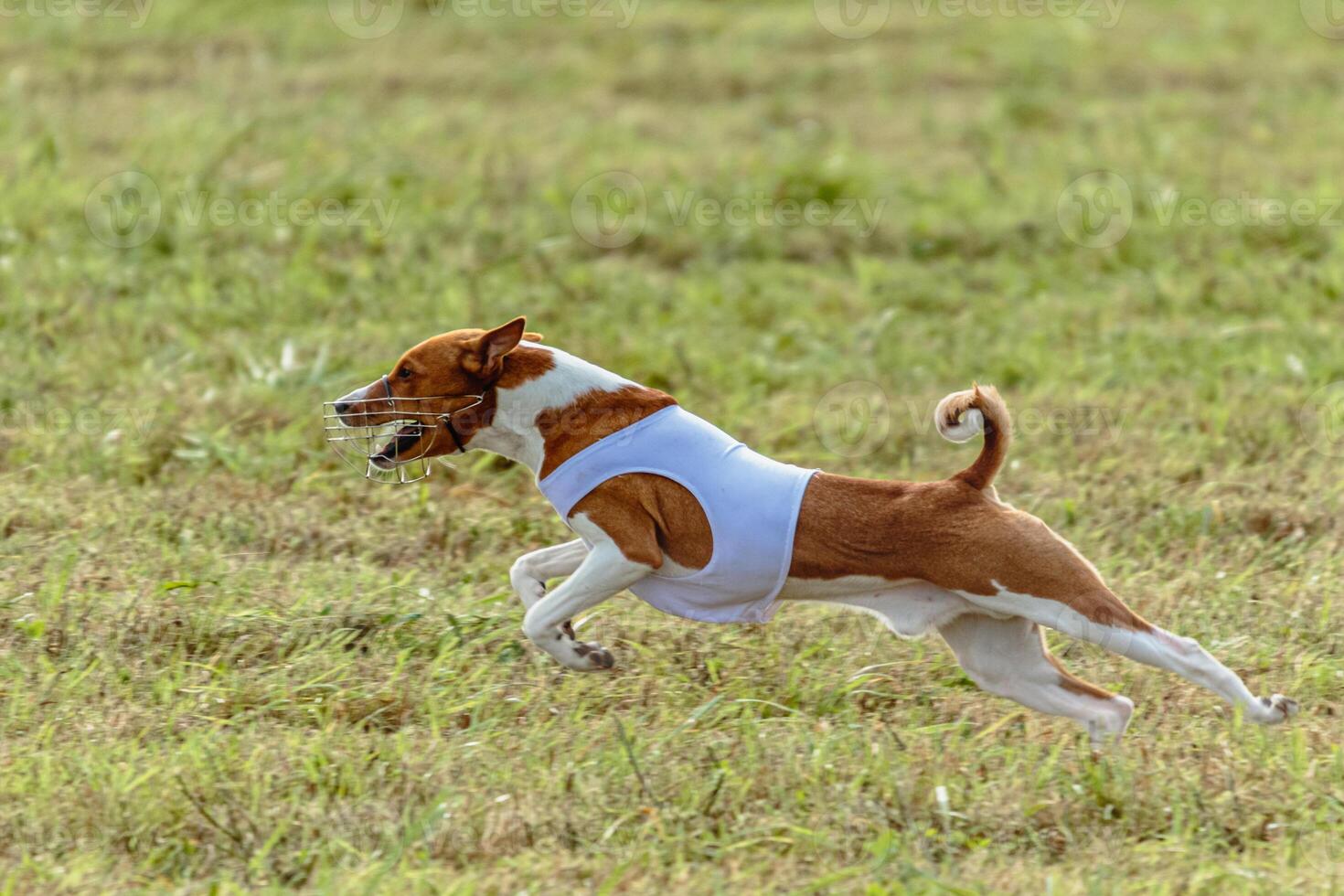 Basenji dog running in white jacket on coursing field photo