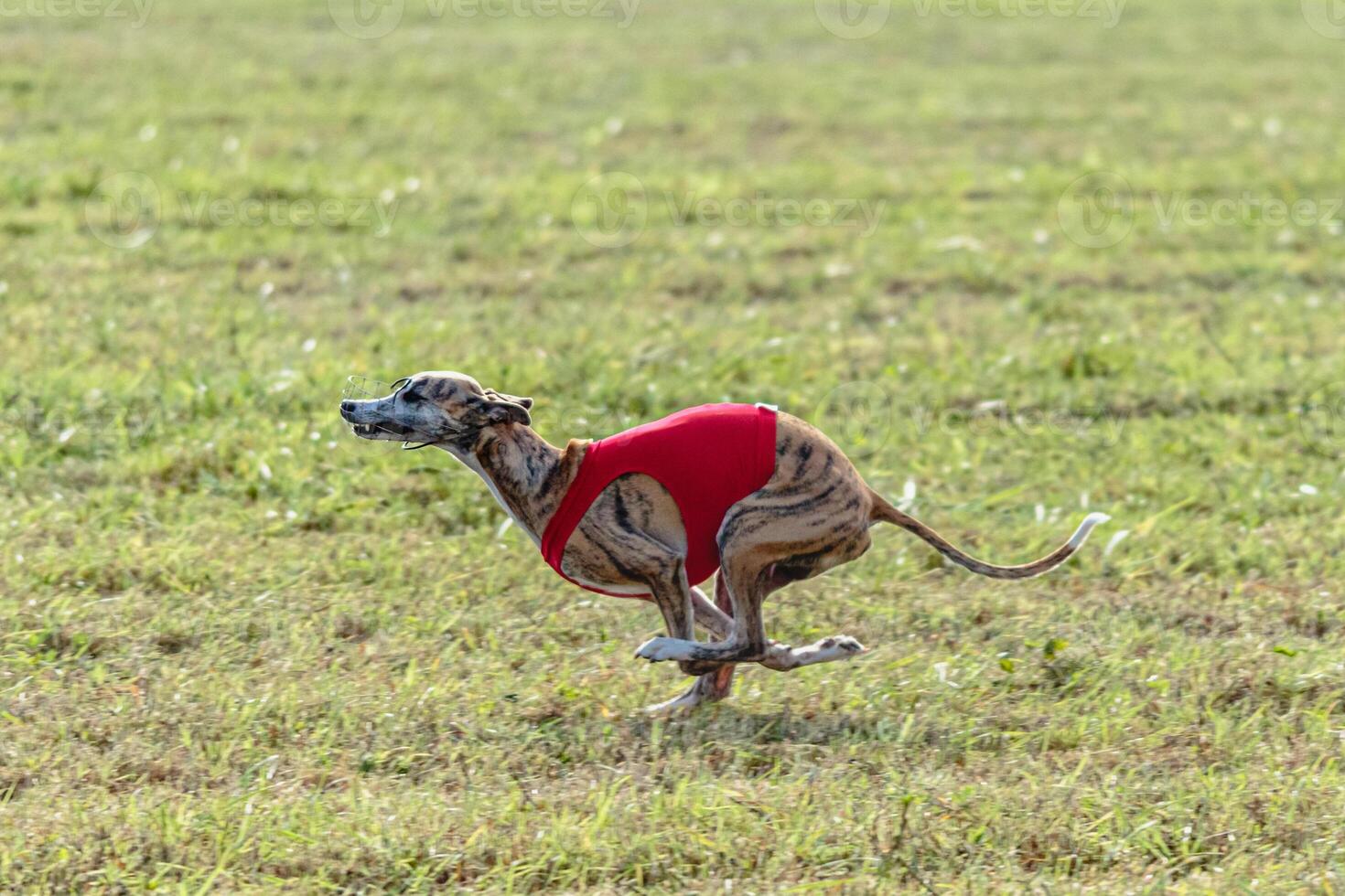 Whippet dog running in a red jacket on coursing field photo