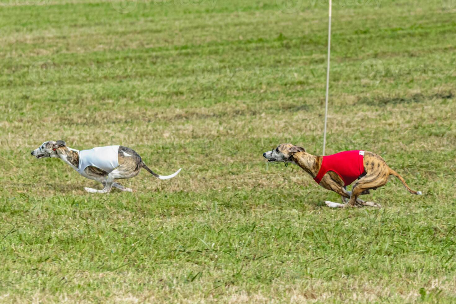 Whippet dogs running in a red and white jacket on coursing field photo