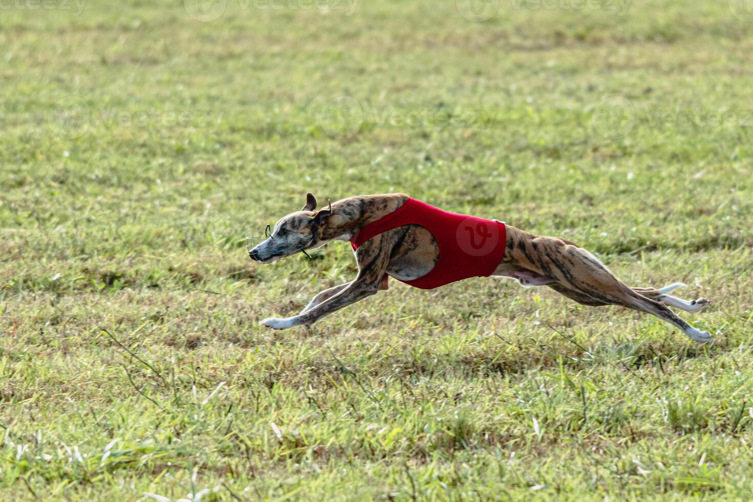 Whippet dog running in a red jacket on coursing field photo
