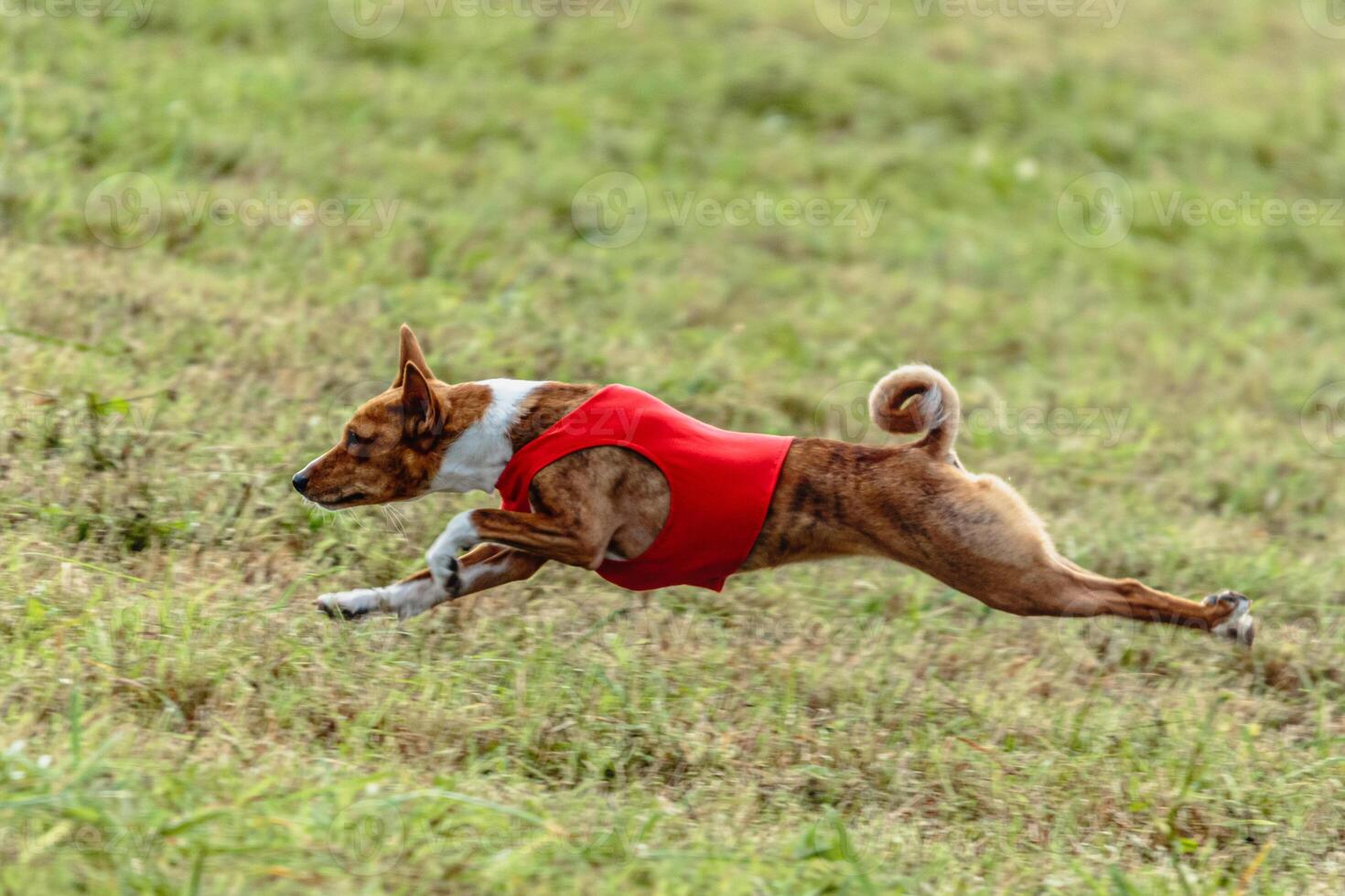 Basenji dog running in a red jacket on coursing field photo