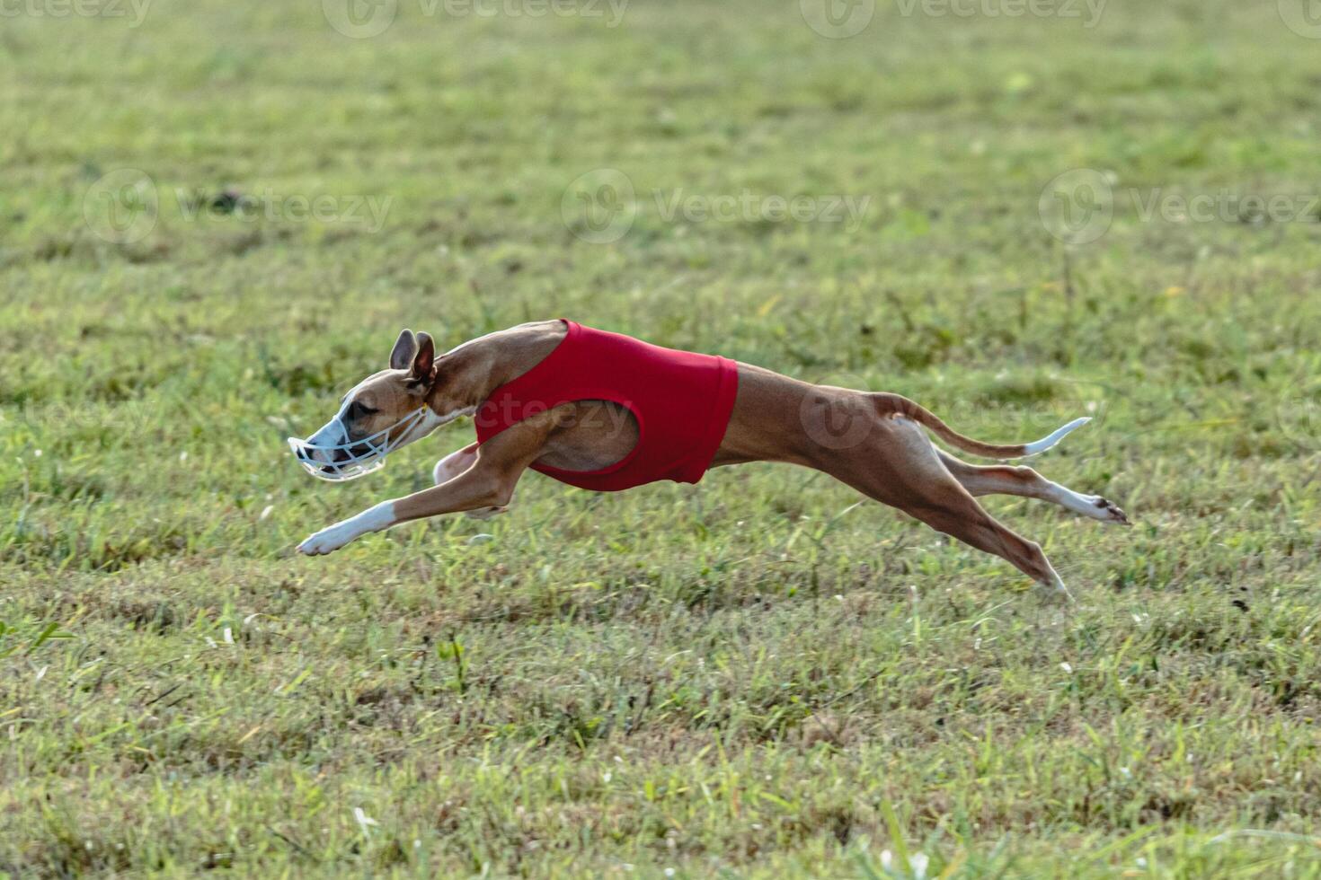 Whippet dog running in a red jacket on coursing field photo