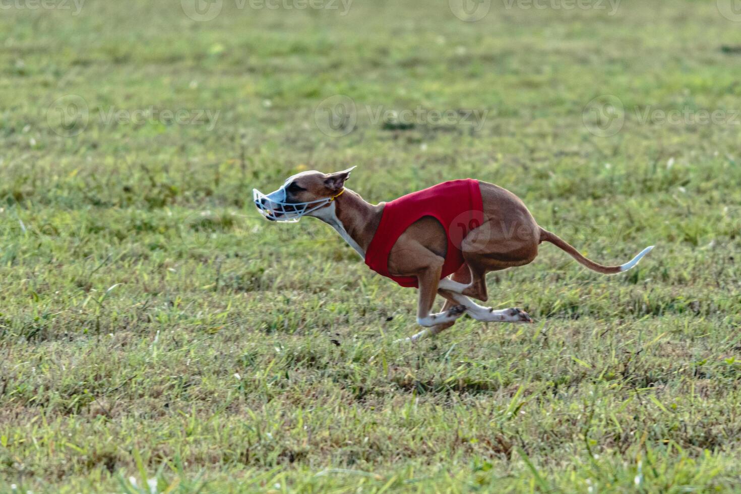 Whippet dog running in a red jacket on coursing field photo