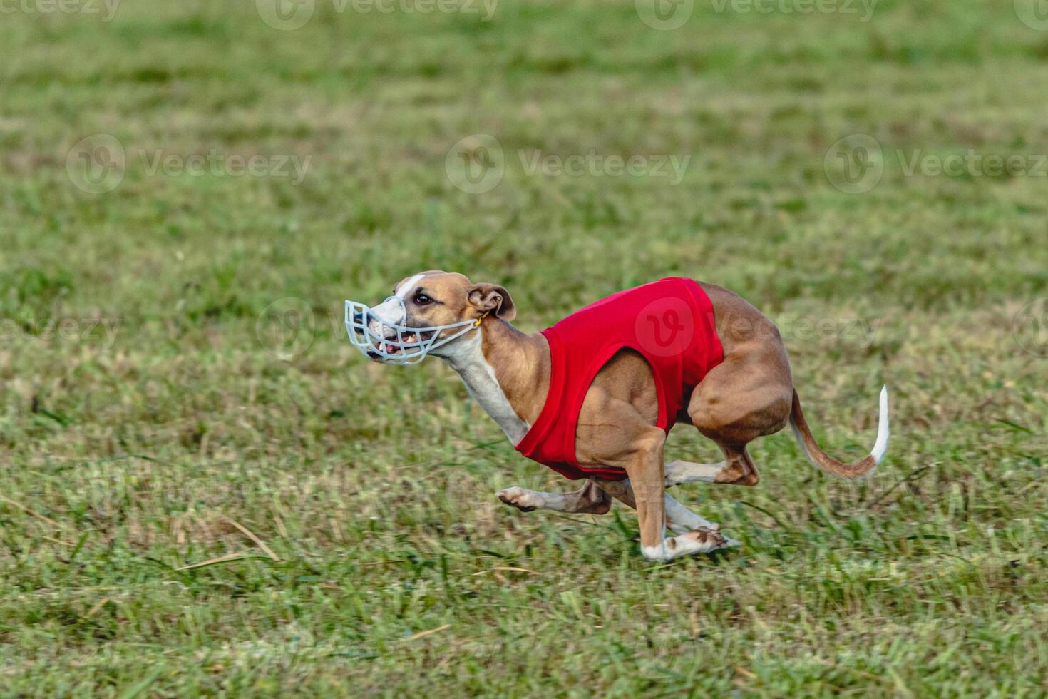 Whippet dog running in a red jacket on coursing field photo