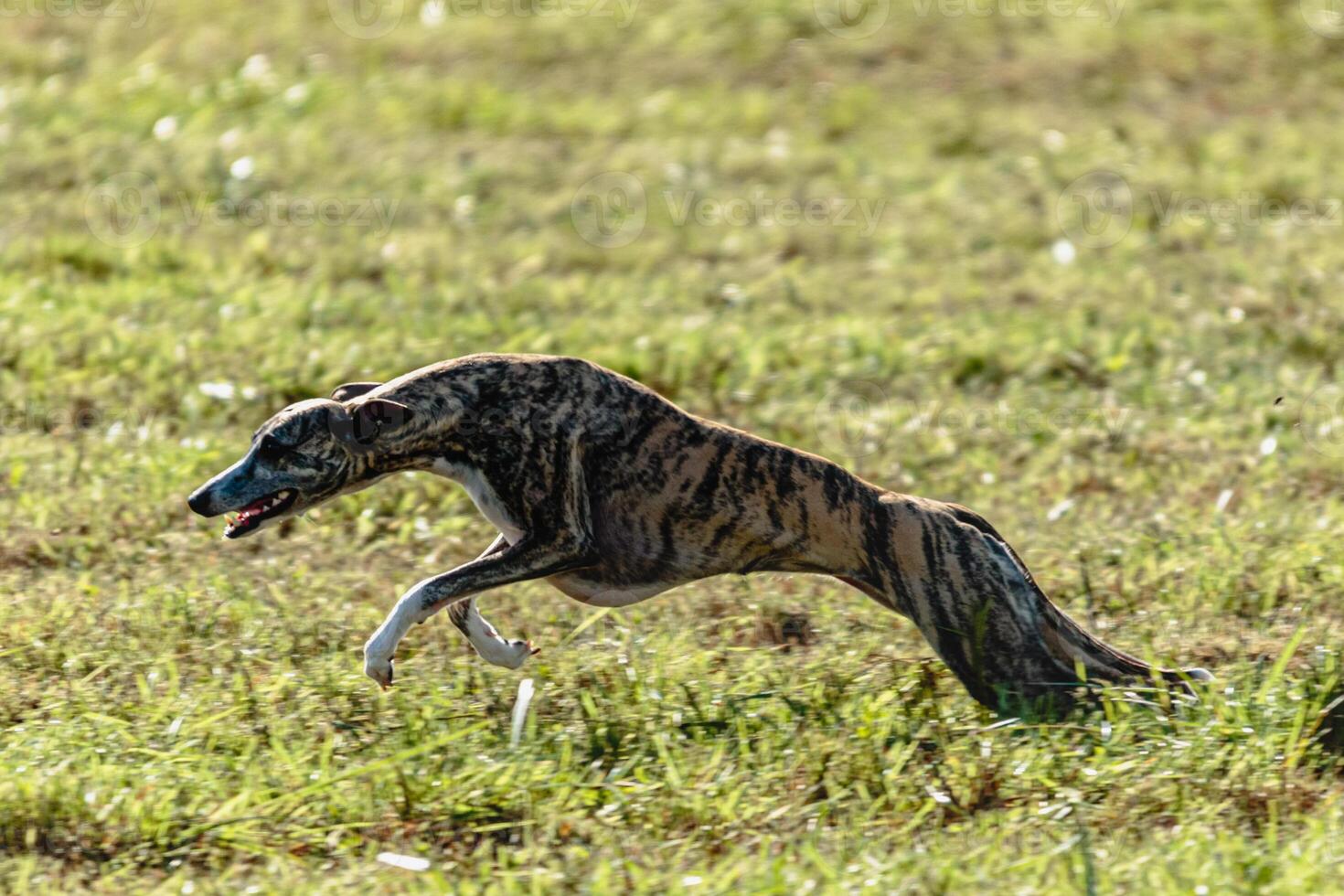 Whippet sprinter dog running and chasing on the field photo