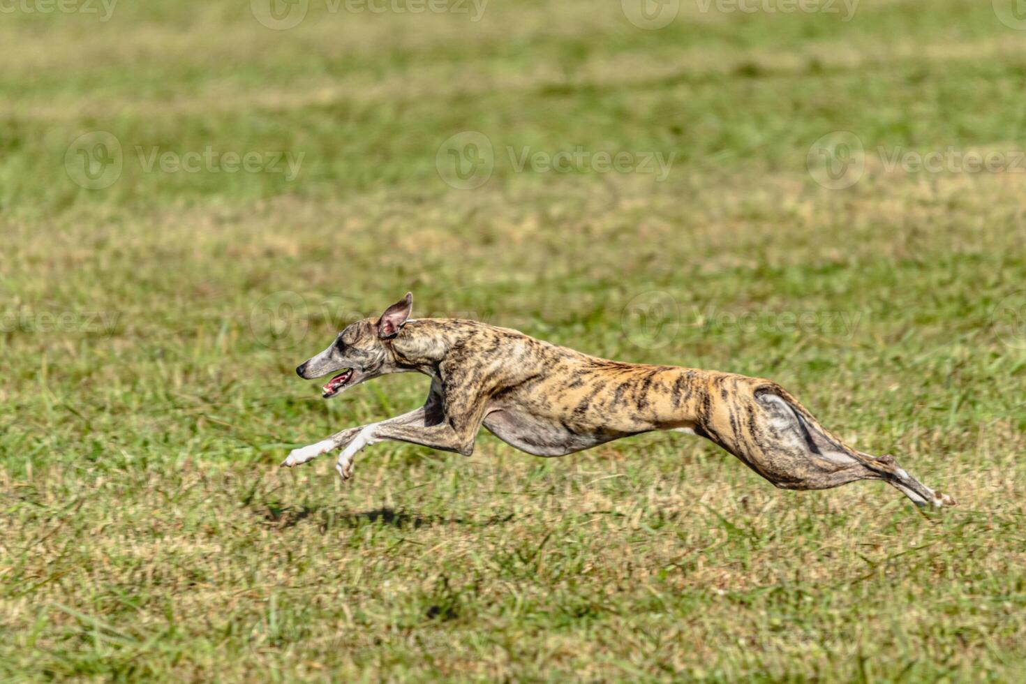 Whippet sprinter dog running and chasing on the field photo