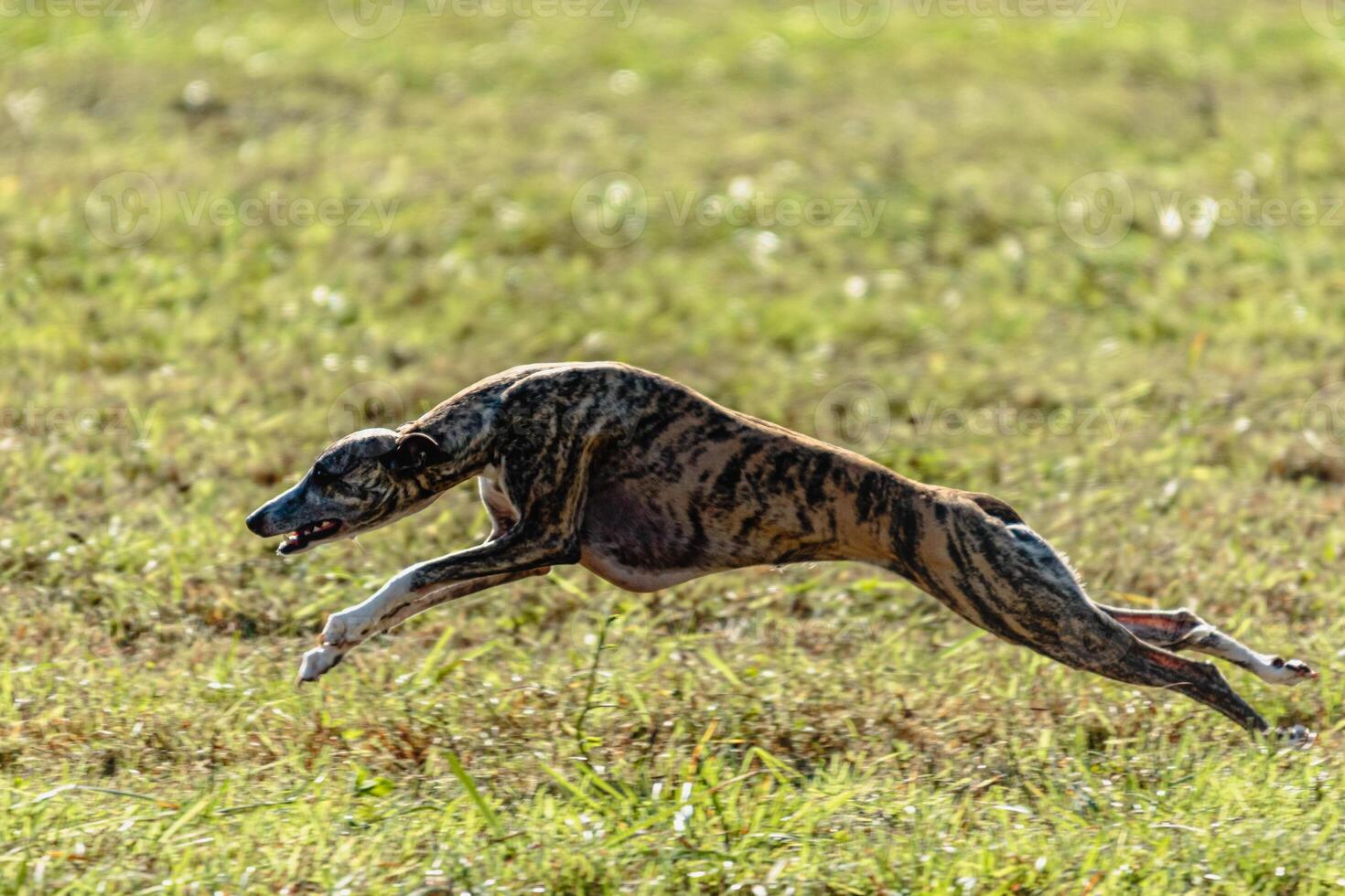 Whippet sprinter dog running and chasing on the field photo