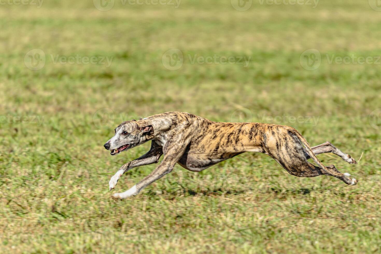 Whippet sprinter dog running and chasing on the field photo