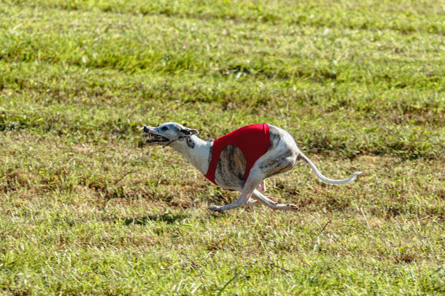 Whippet dog running in a red jacket on coursing field photo