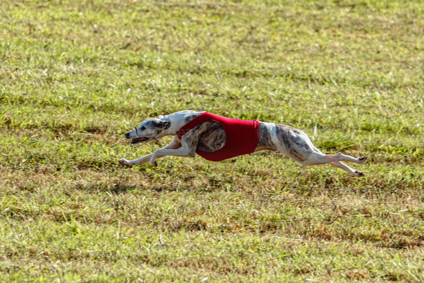 Whippet dog running in a red jacket on coursing field photo