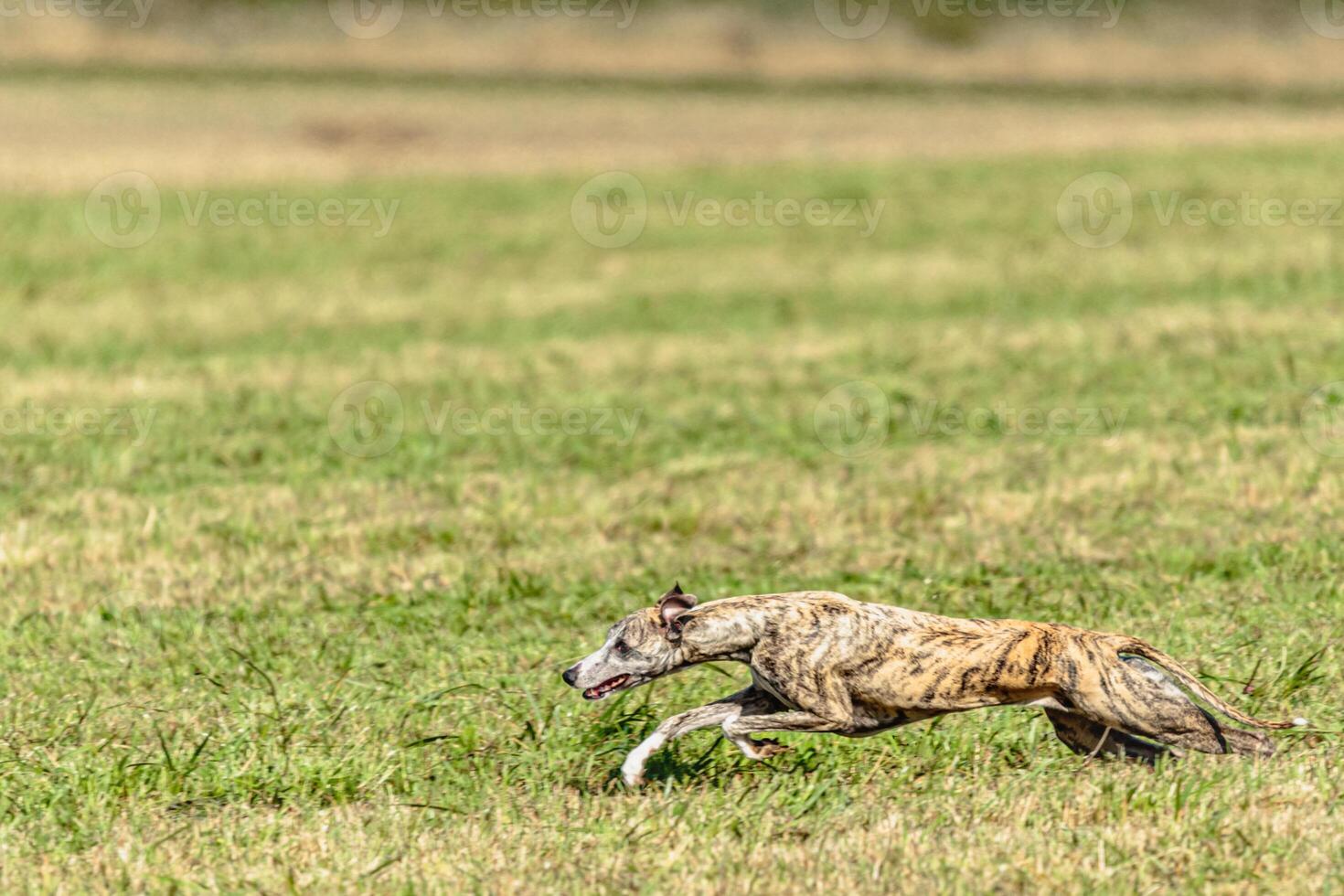 Whippet sprinter dog running and chasing on the field photo