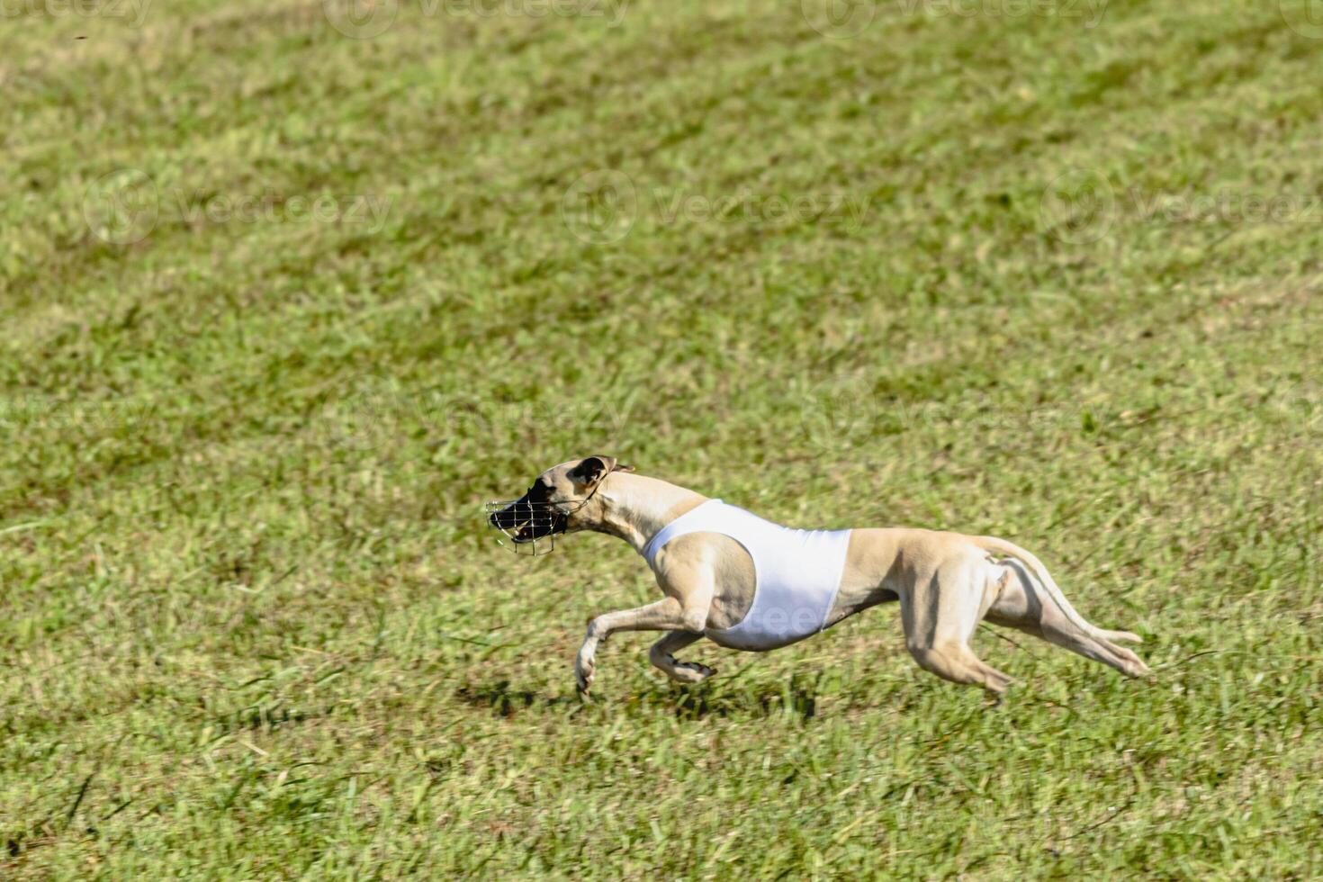 Whippet dog running in white jacket on coursing field photo